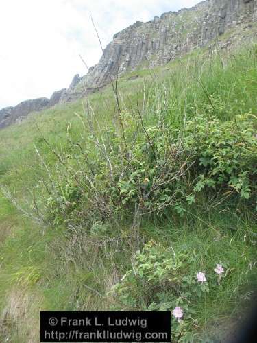 Giant's Causeway